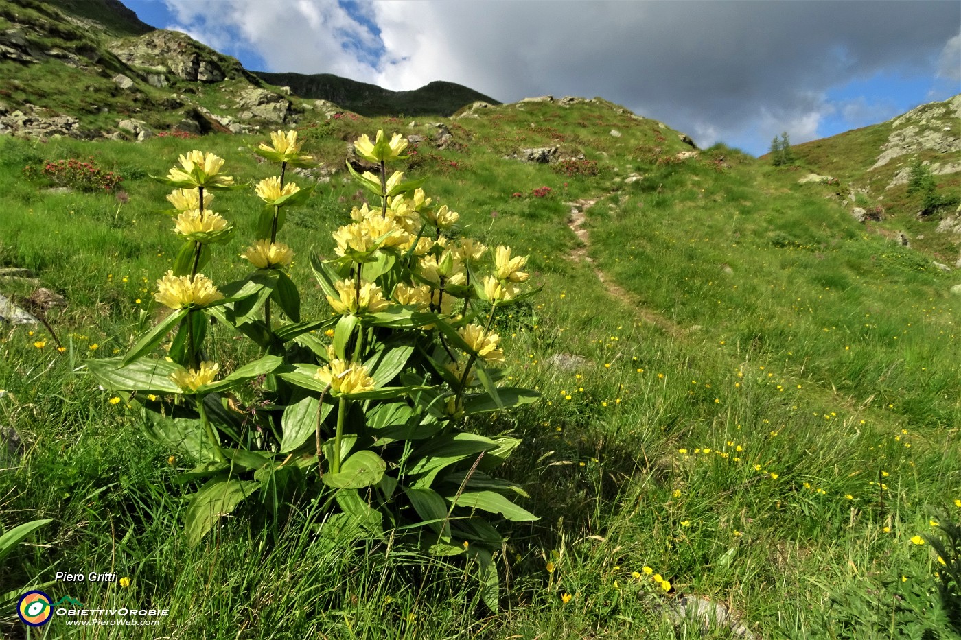 93 Genziana maggiore (Gentiana lutea).JPG